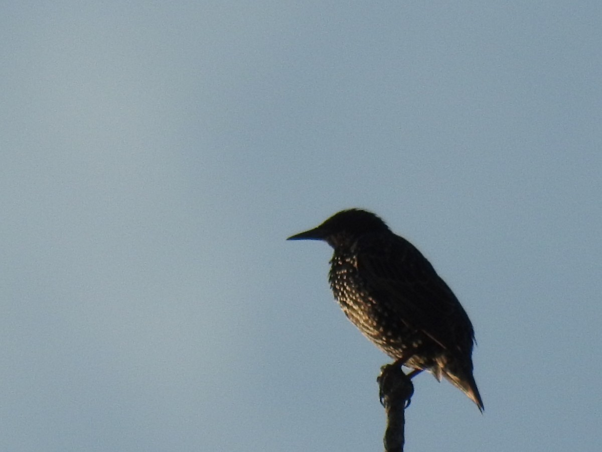 European Starling - ML34234671