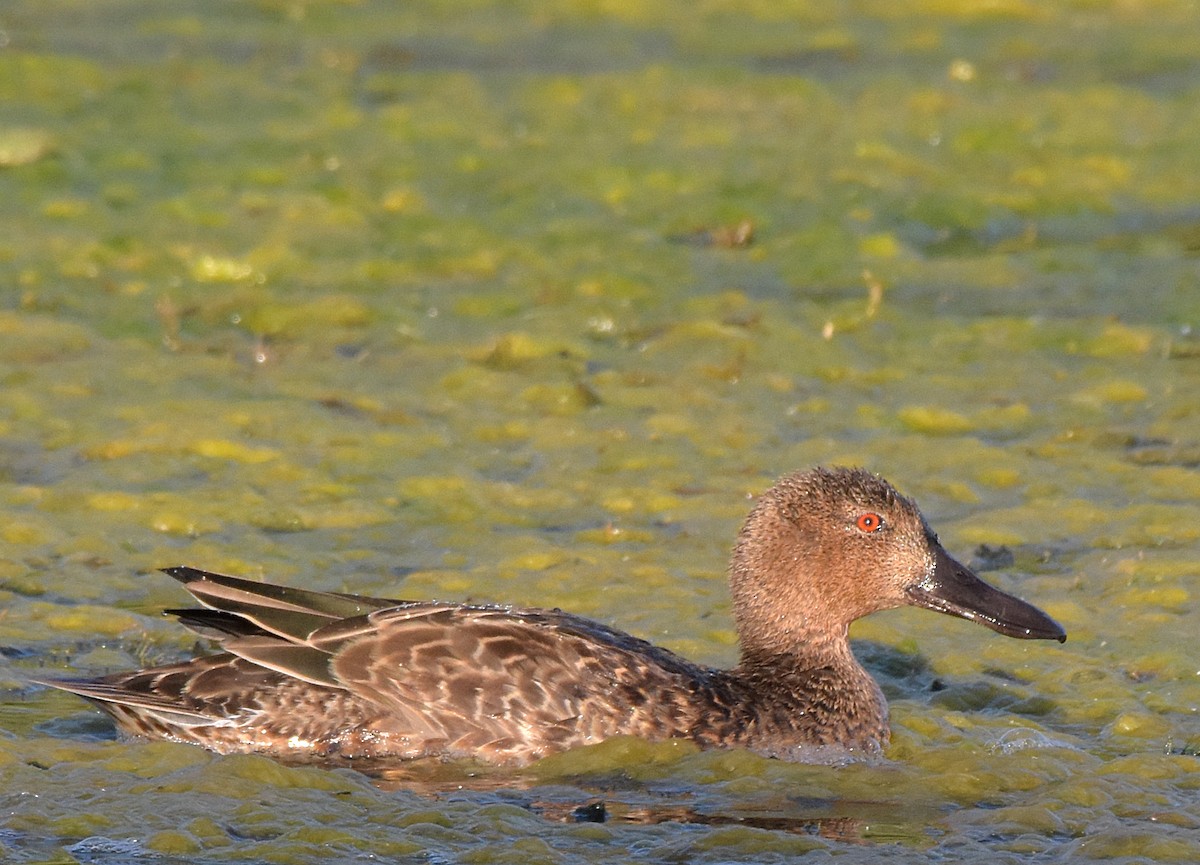 Cinnamon Teal - ML34234961