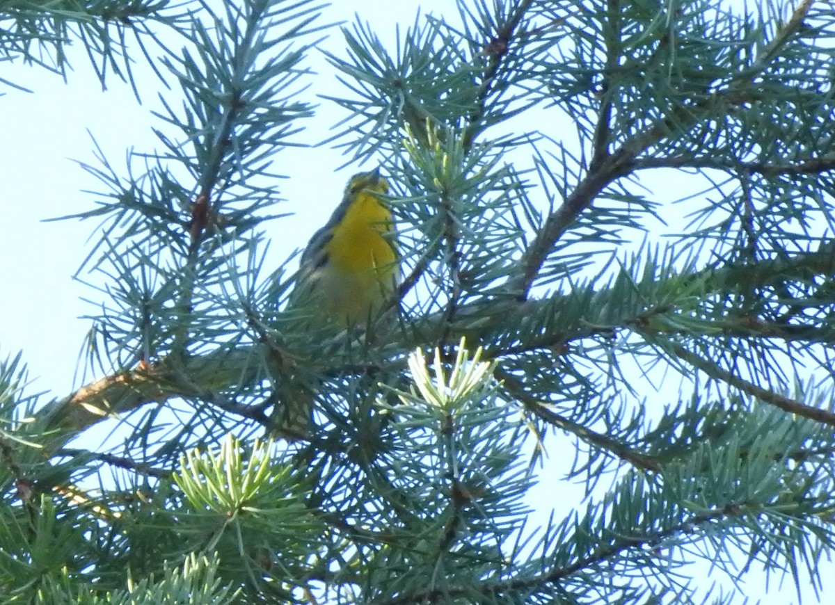 Grace's Warbler - Heath Harlan