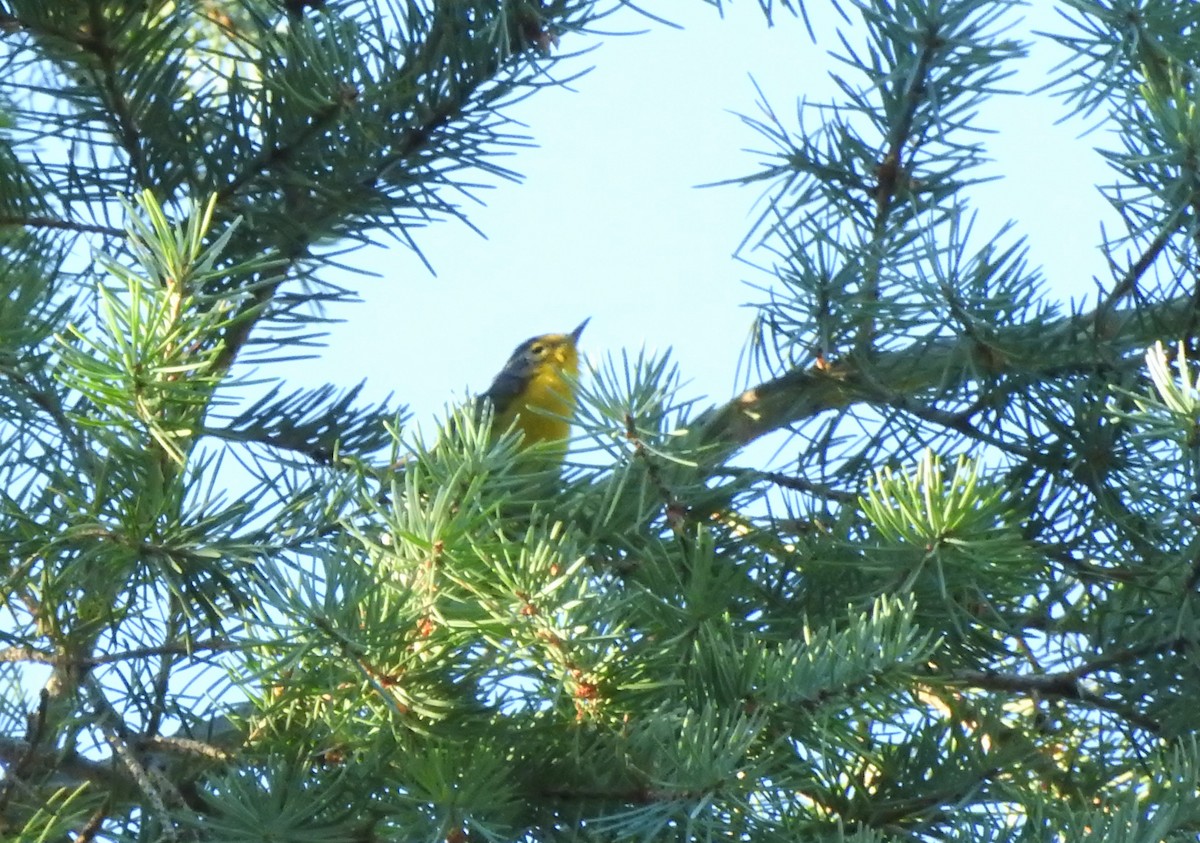 Grace's Warbler - Heath Harlan