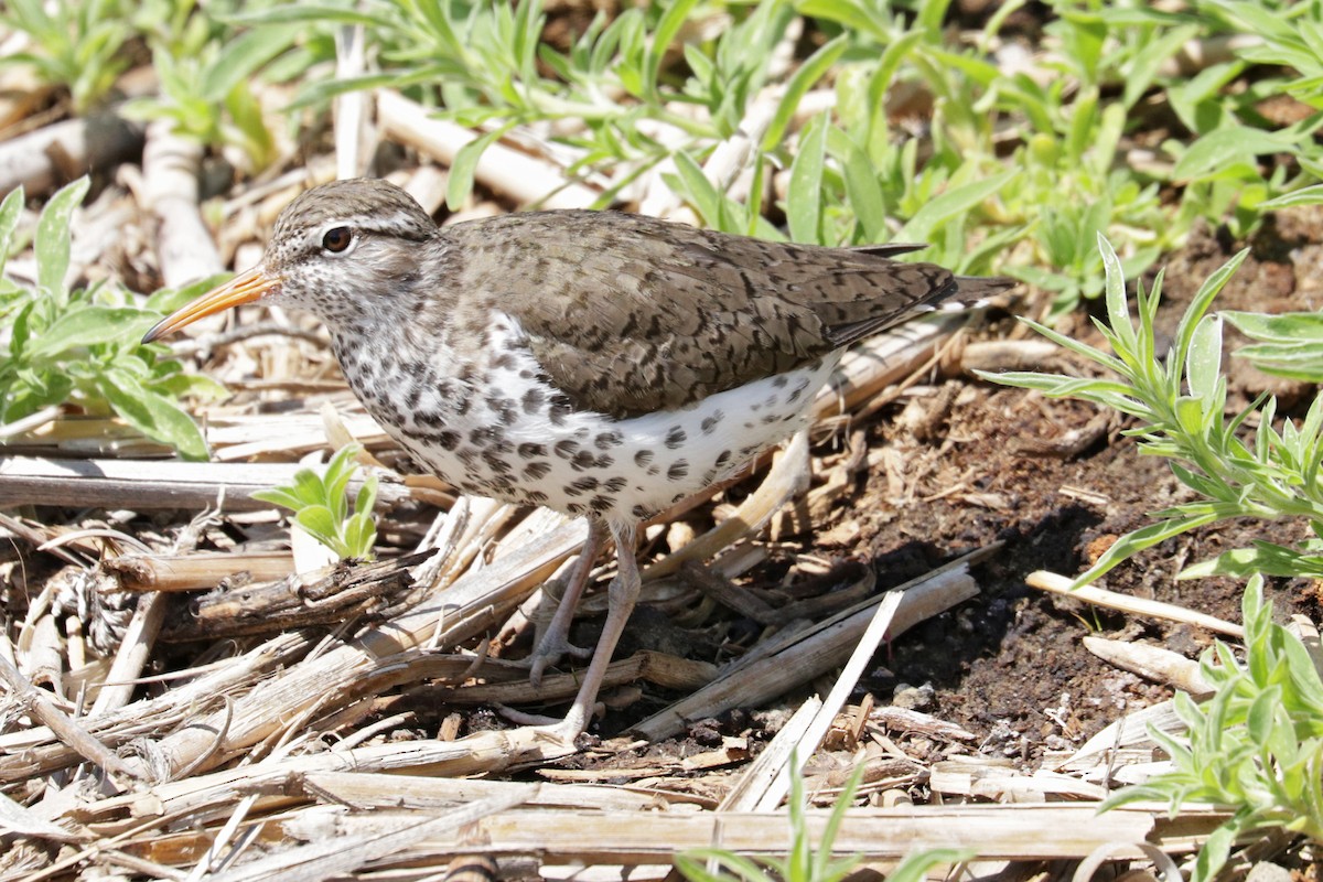 Spotted Sandpiper - Nathan Wall