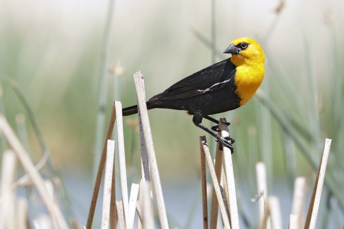 Yellow-headed Blackbird - Nathan Wall