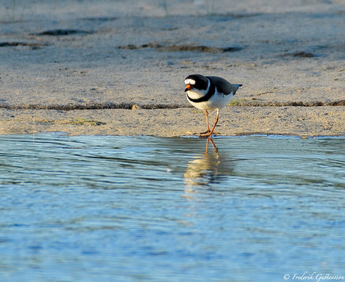 Semipalmated Plover - ML342352491