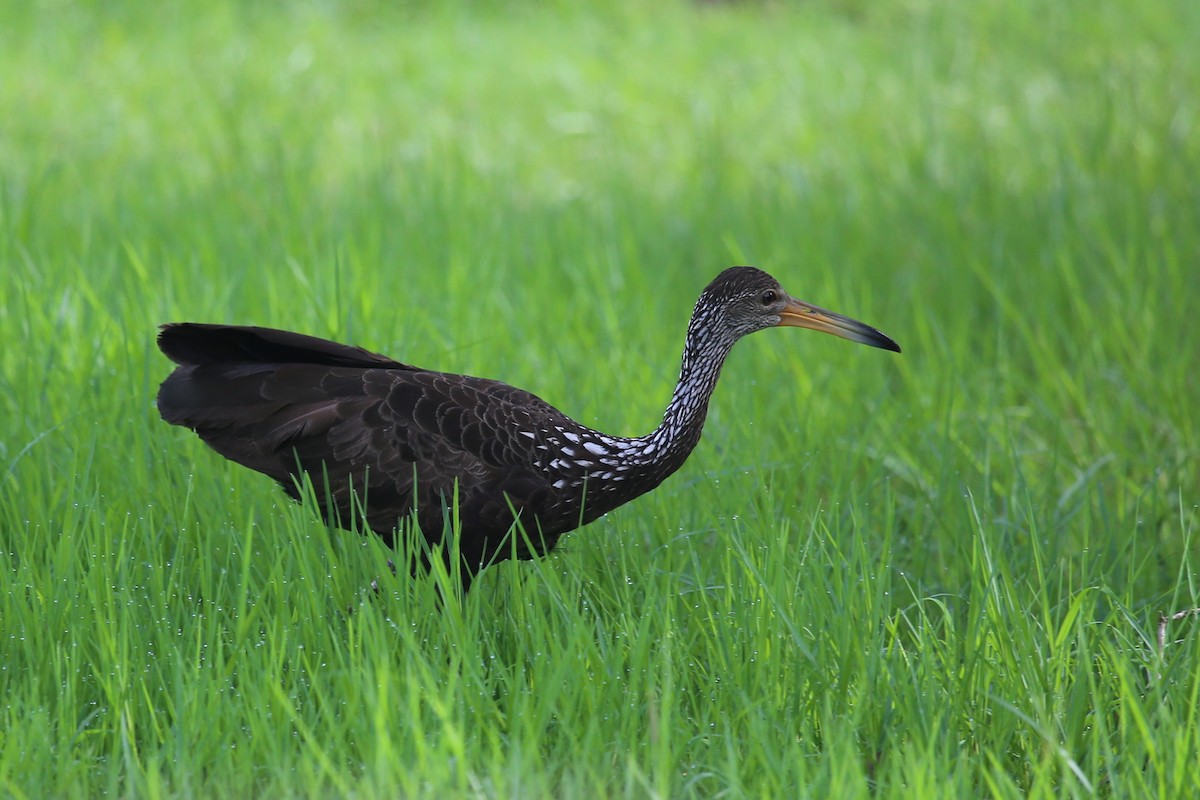 Limpkin - Andy Jordan