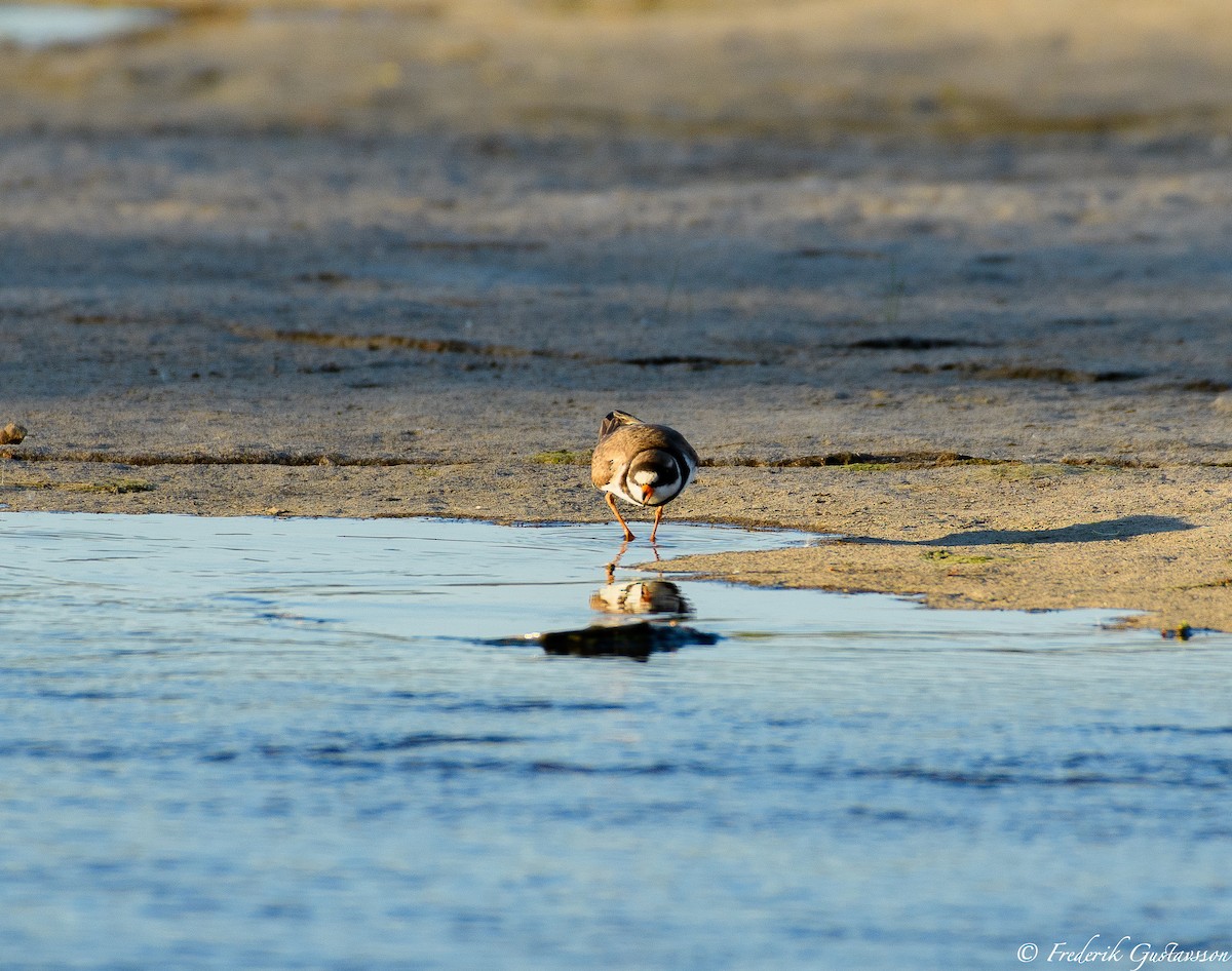 Semipalmated Plover - ML342352571