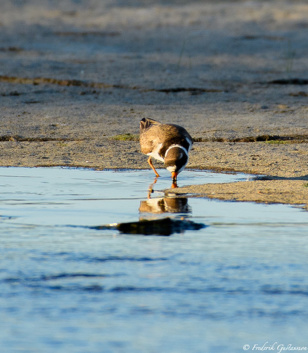 Semipalmated Plover - ML342352591