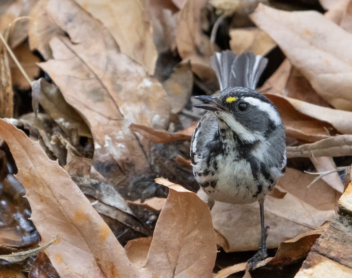 Black-throated Gray Warbler - ML342353331