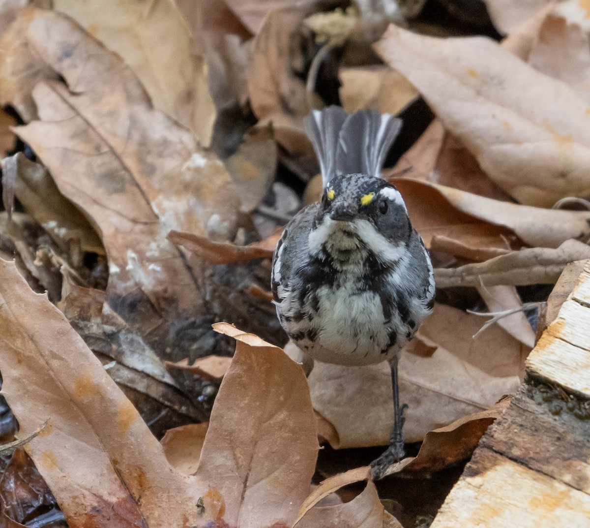 Black-throated Gray Warbler - ML342353341