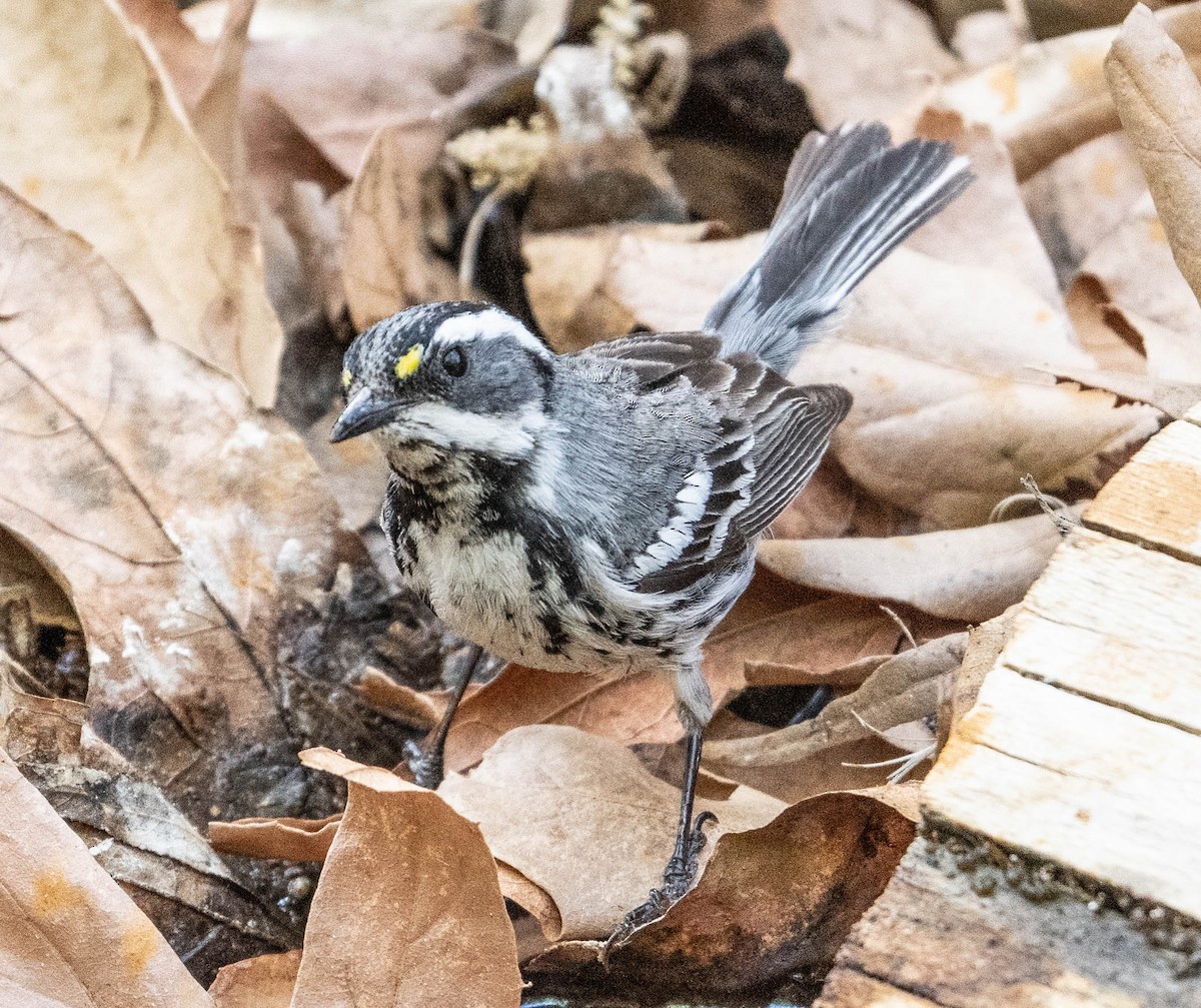 Black-throated Gray Warbler - ML342353351