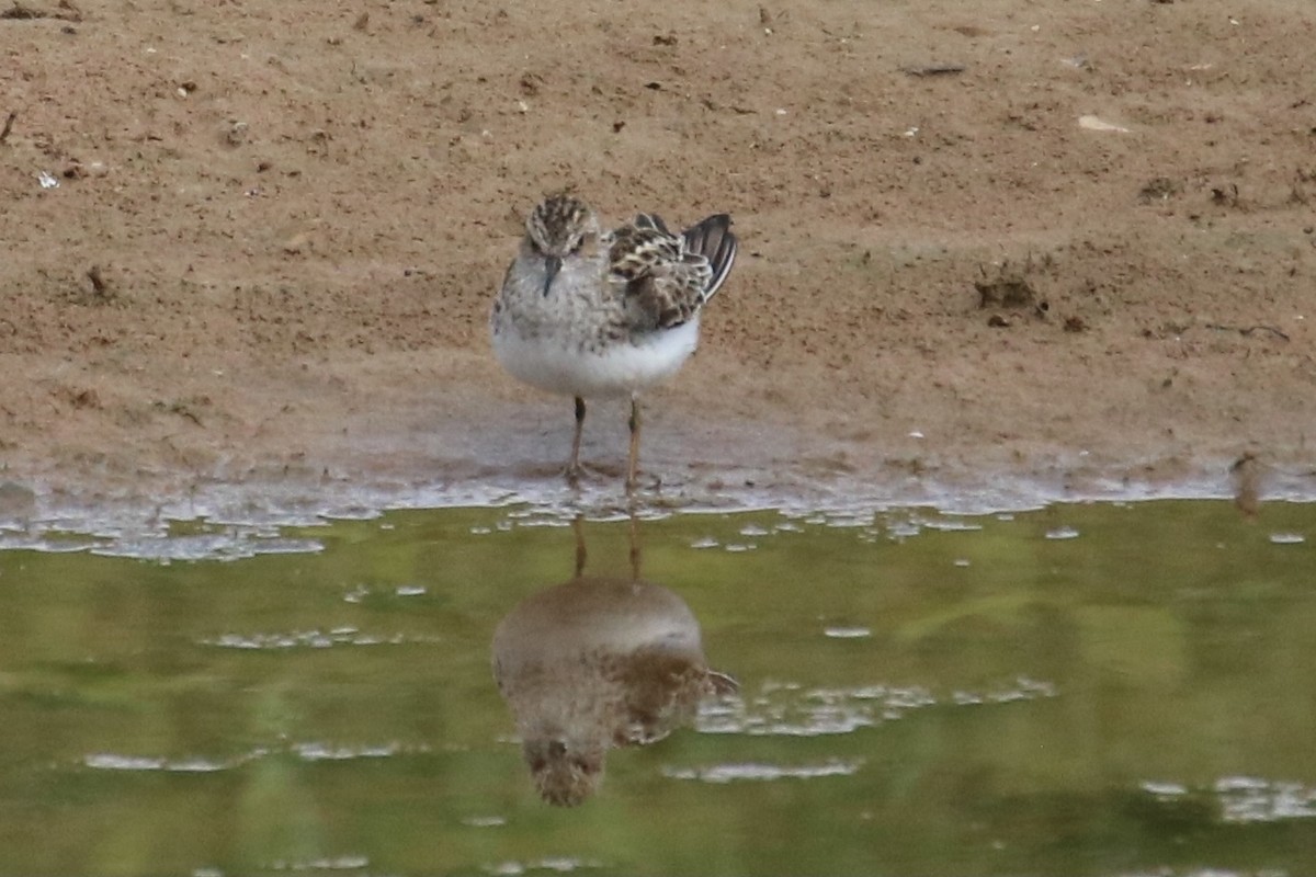 Least Sandpiper - Kelly Krechmer