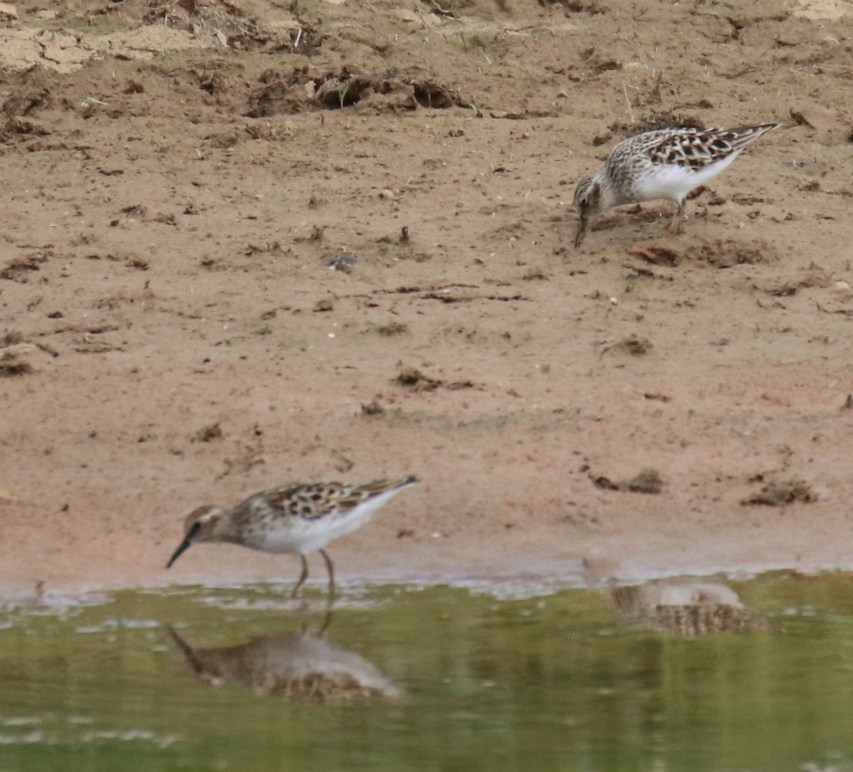 Least Sandpiper - Kelly Krechmer