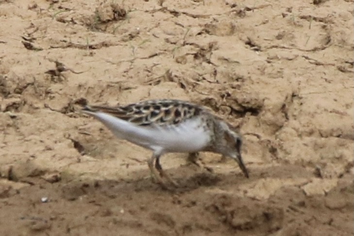 Least Sandpiper - ML342354711