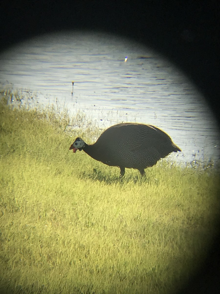 Helmeted Guineafowl (Domestic type) - ML342355321