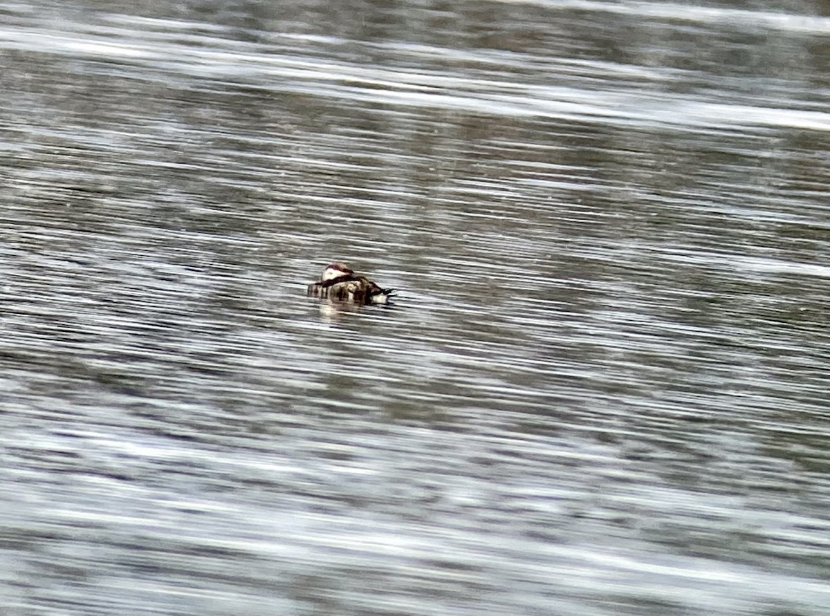 Long-tailed Duck - ML342355331