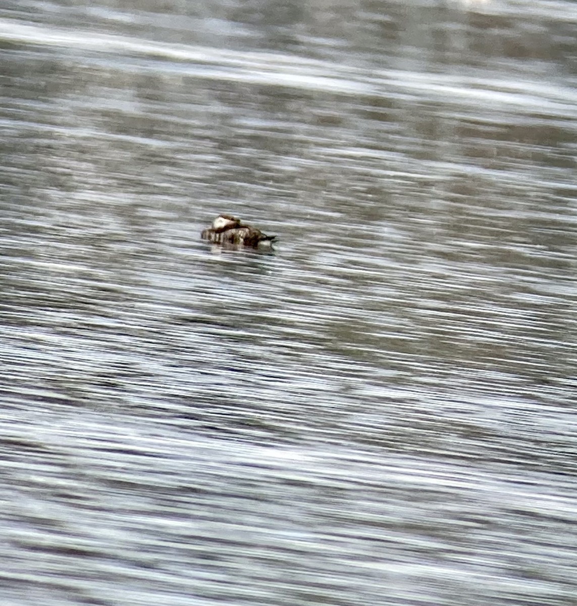 Long-tailed Duck - ML342355341