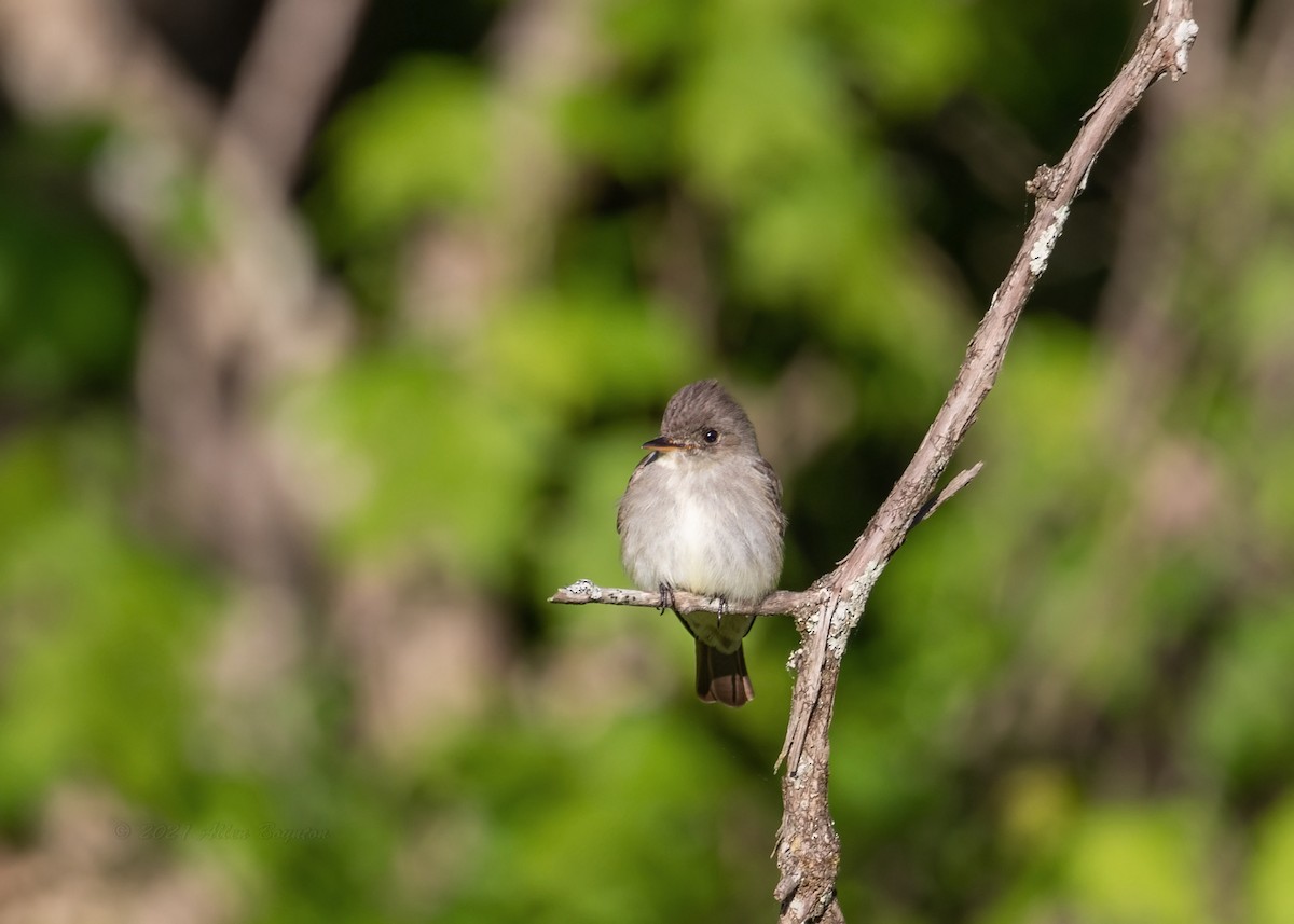 Eastern Wood-Pewee - ML342356261