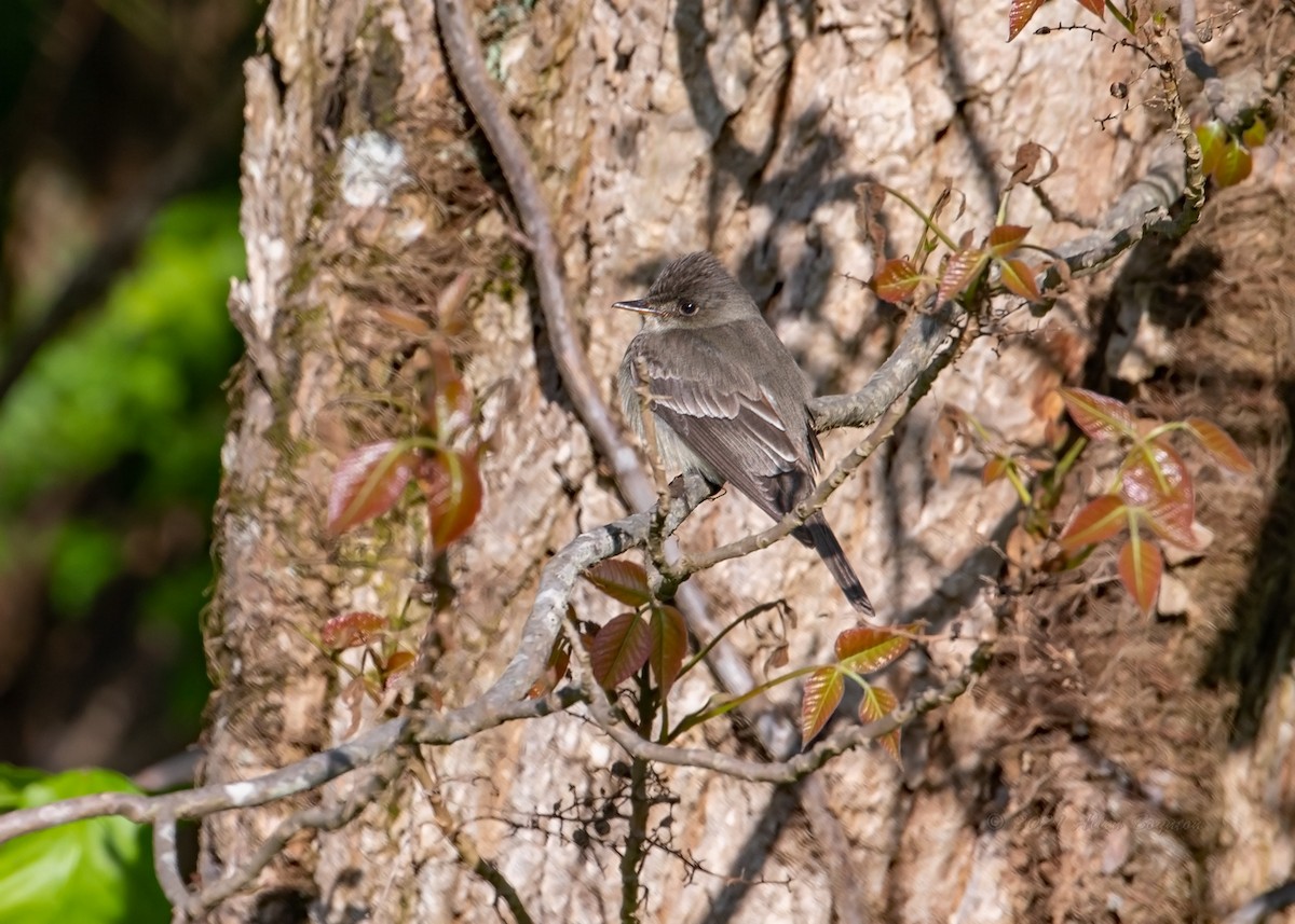 Eastern Wood-Pewee - ML342356371