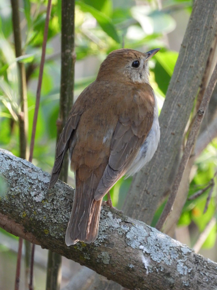 Veery - ML342356711