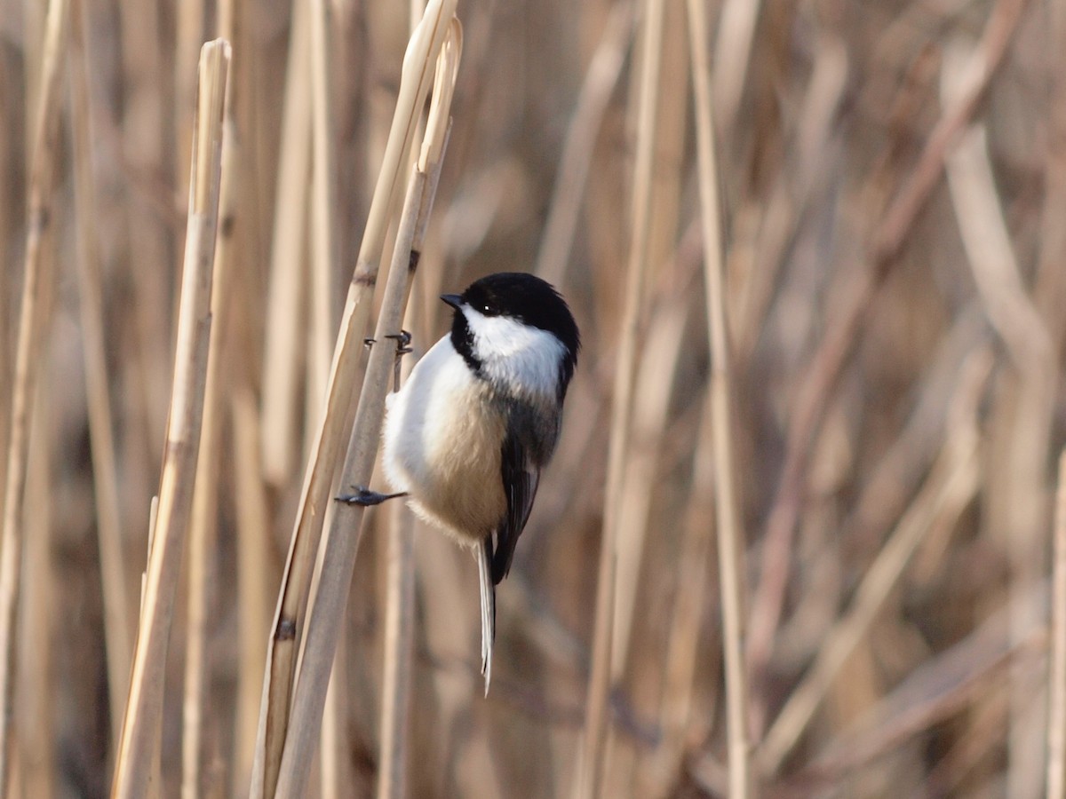 Carolina/Black-capped Chickadee - Trina Anderson