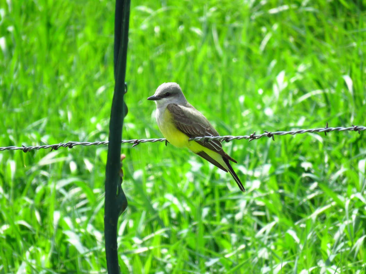 Western Kingbird - Douglas Yochum