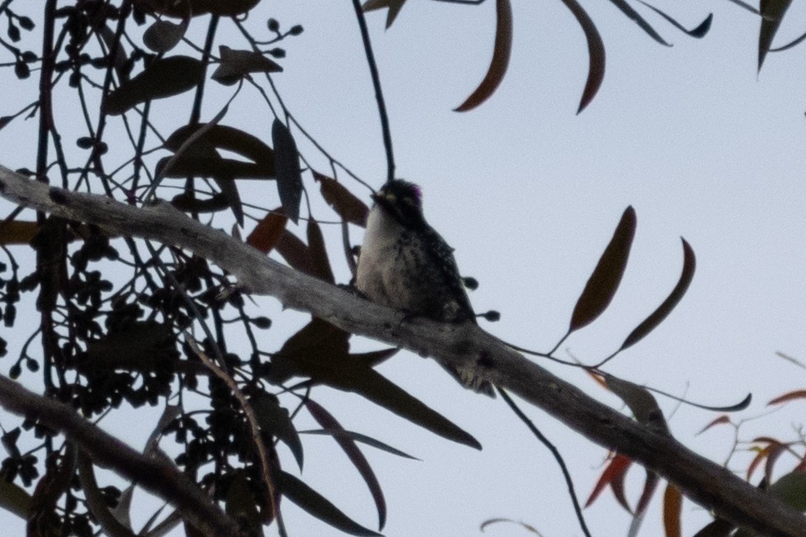 Nuttall's Woodpecker - Connor Johnson