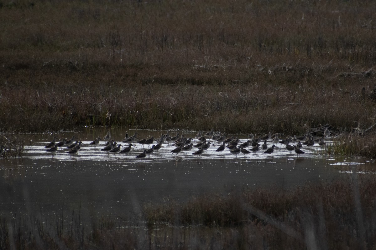 Long-billed Dowitcher - ML342362711