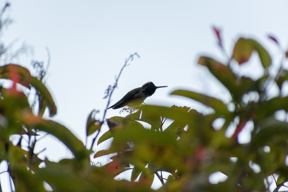 Anna's Hummingbird - Connor Johnson