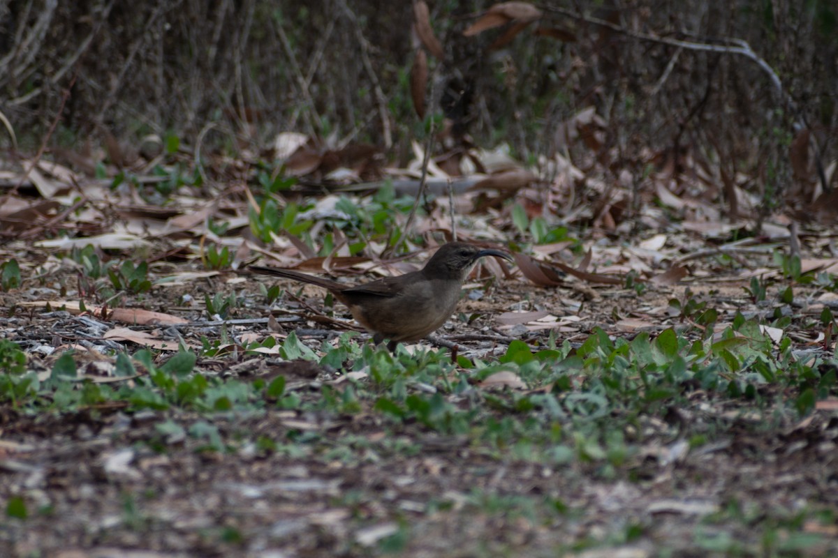 California Thrasher - Connor Johnson