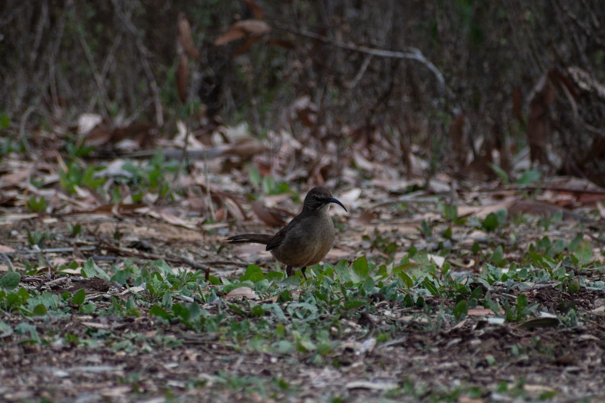 California Thrasher - Connor Johnson