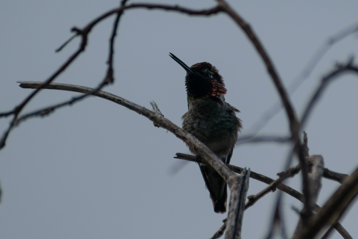 rødmaskekolibri - ML342363311