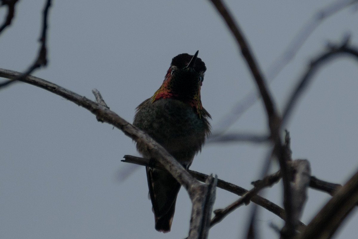 rødmaskekolibri - ML342363321