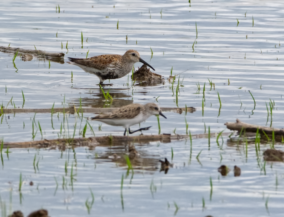 Dunlin - ML342364521