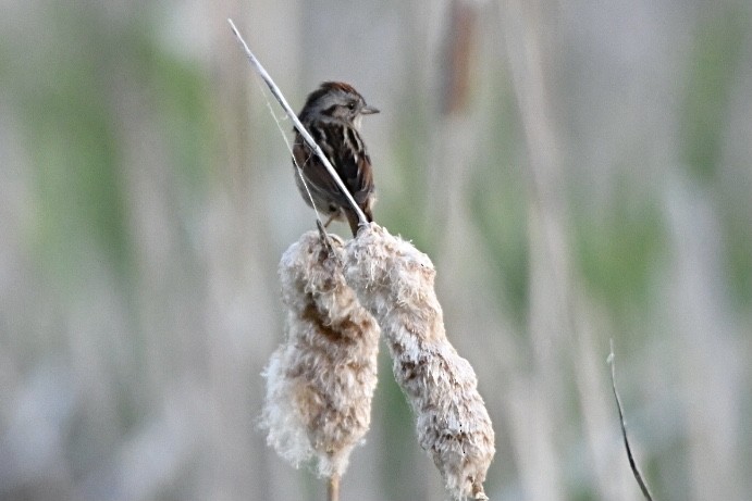 Swamp Sparrow - ML342364931