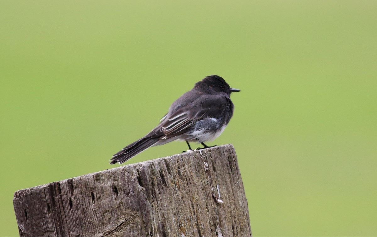 Black Phoebe - ML34236551