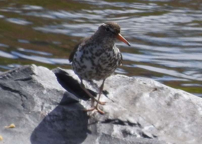 Spotted Sandpiper - ML342365521