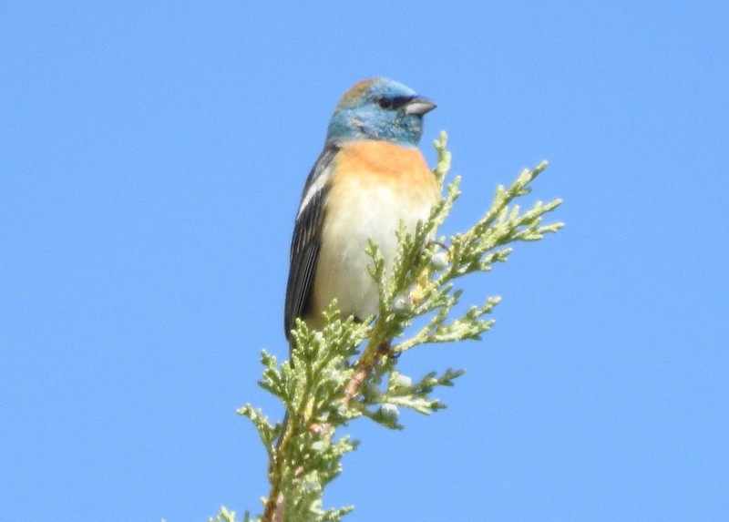 Lazuli Bunting - ML342365611