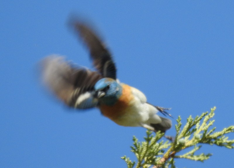 Lazuli Bunting - ML342365641