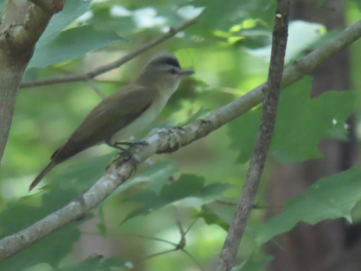 rødøyevireo - ML342366051