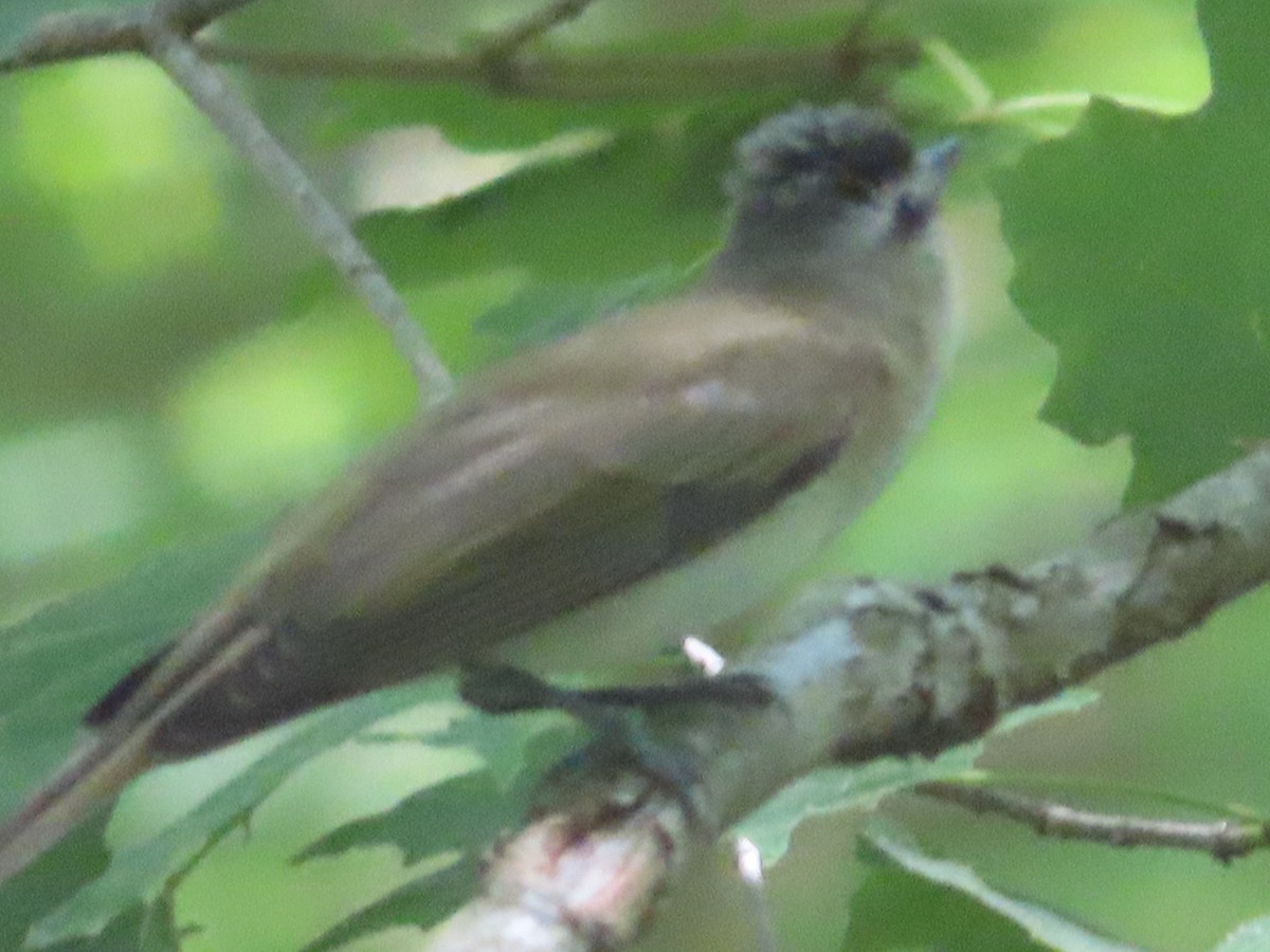 rødøyevireo - ML342366201