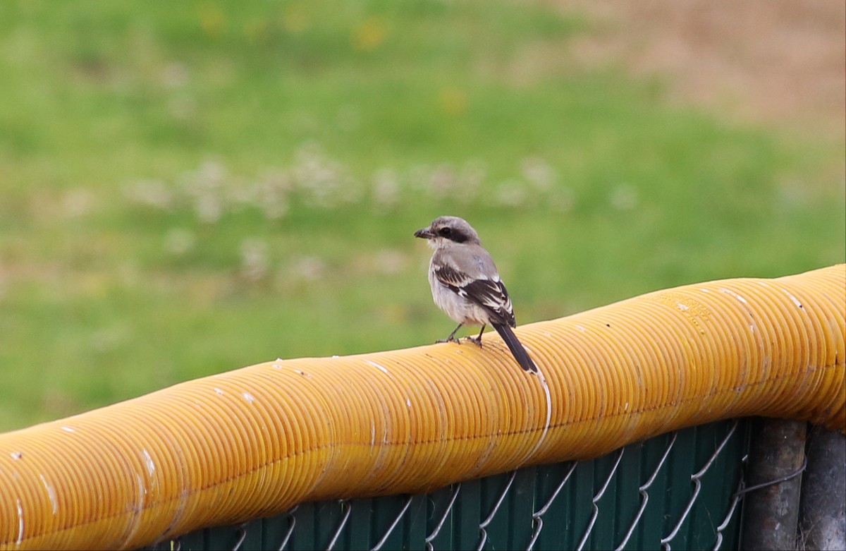 Loggerhead Shrike - ML34236631