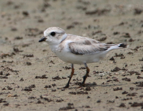 Piping Plover - ML34236651