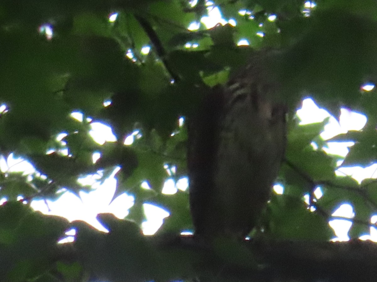 Buteo sp. - ML342366751