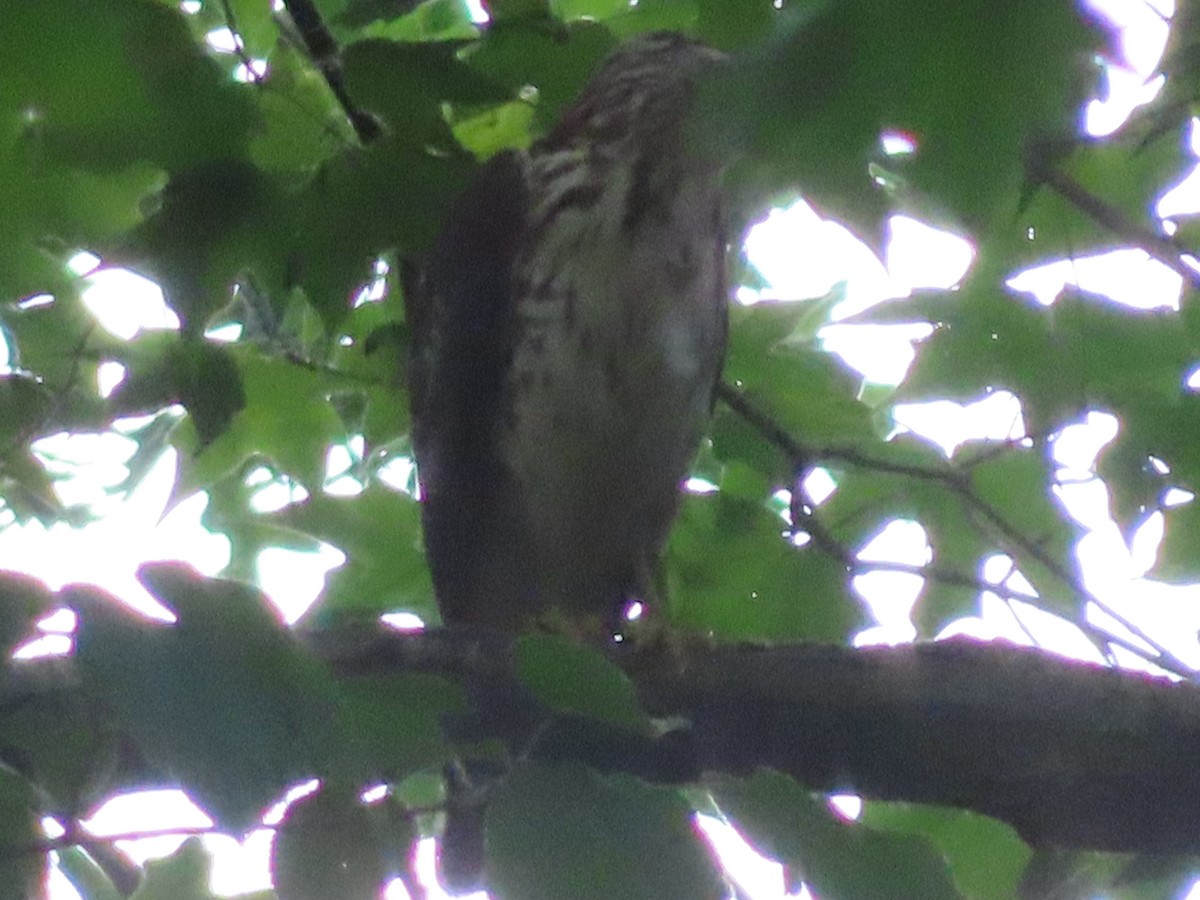 Buteo sp. - ML342366871