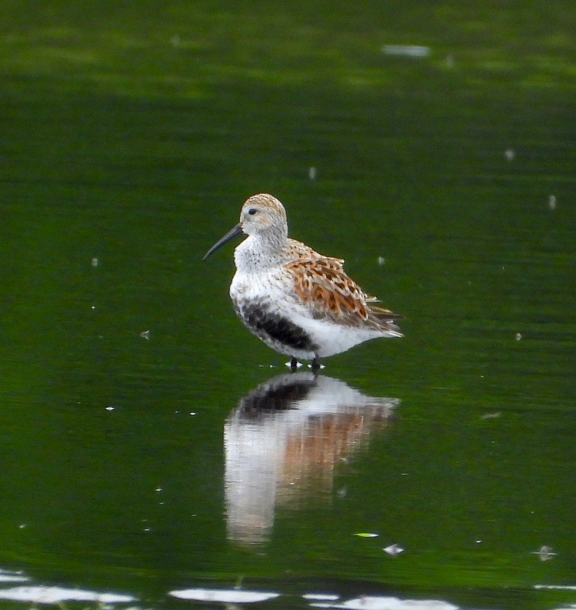 Dunlin - Scott Sneed