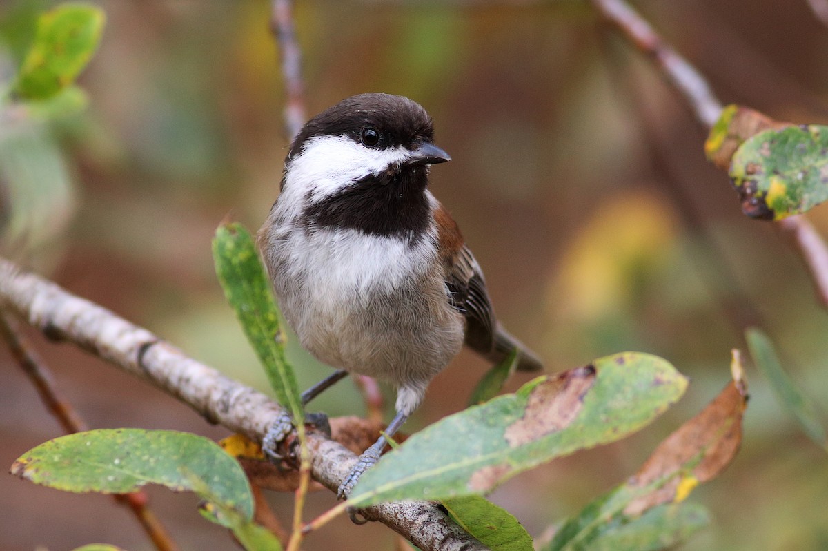 Chestnut-backed Chickadee - Paul Fenwick