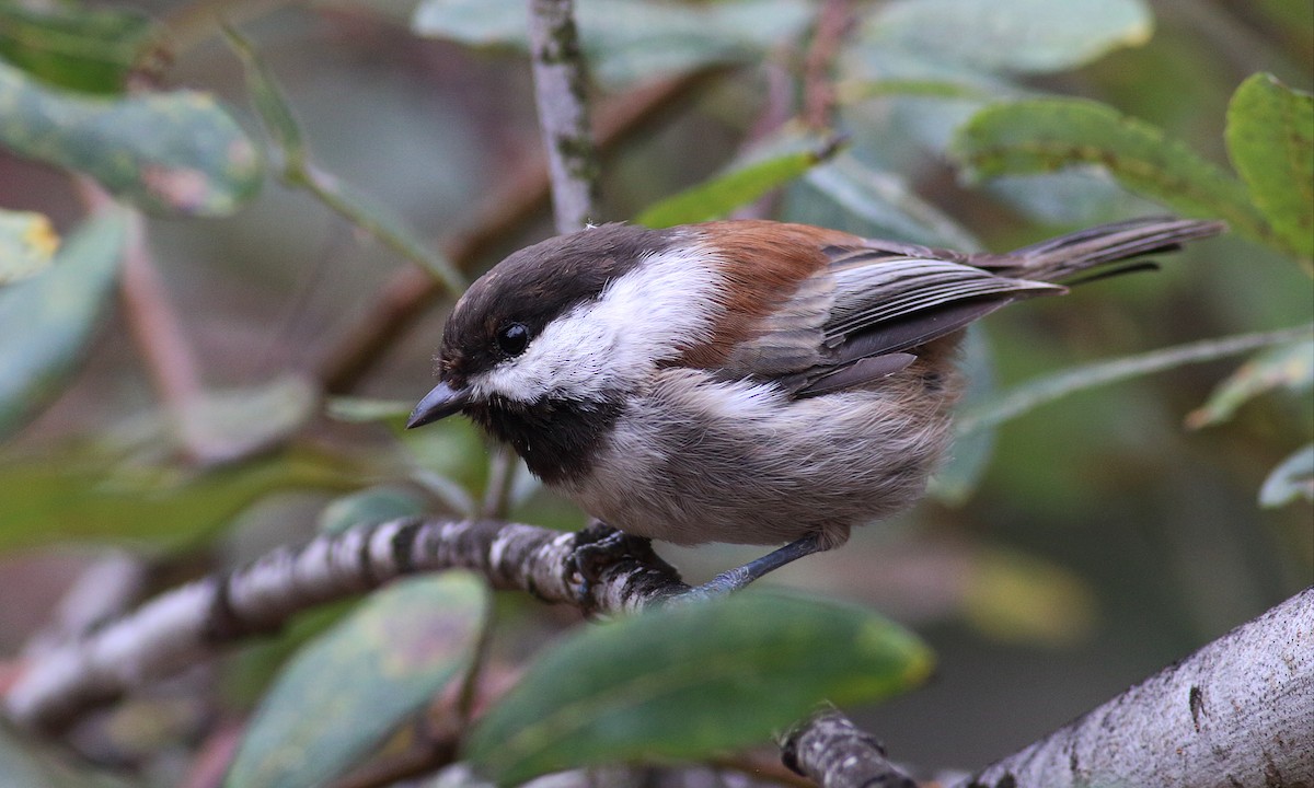 Chestnut-backed Chickadee - Paul Fenwick
