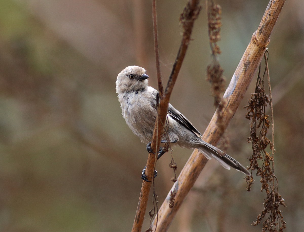 Bushtit (Pacific) - ML34236801