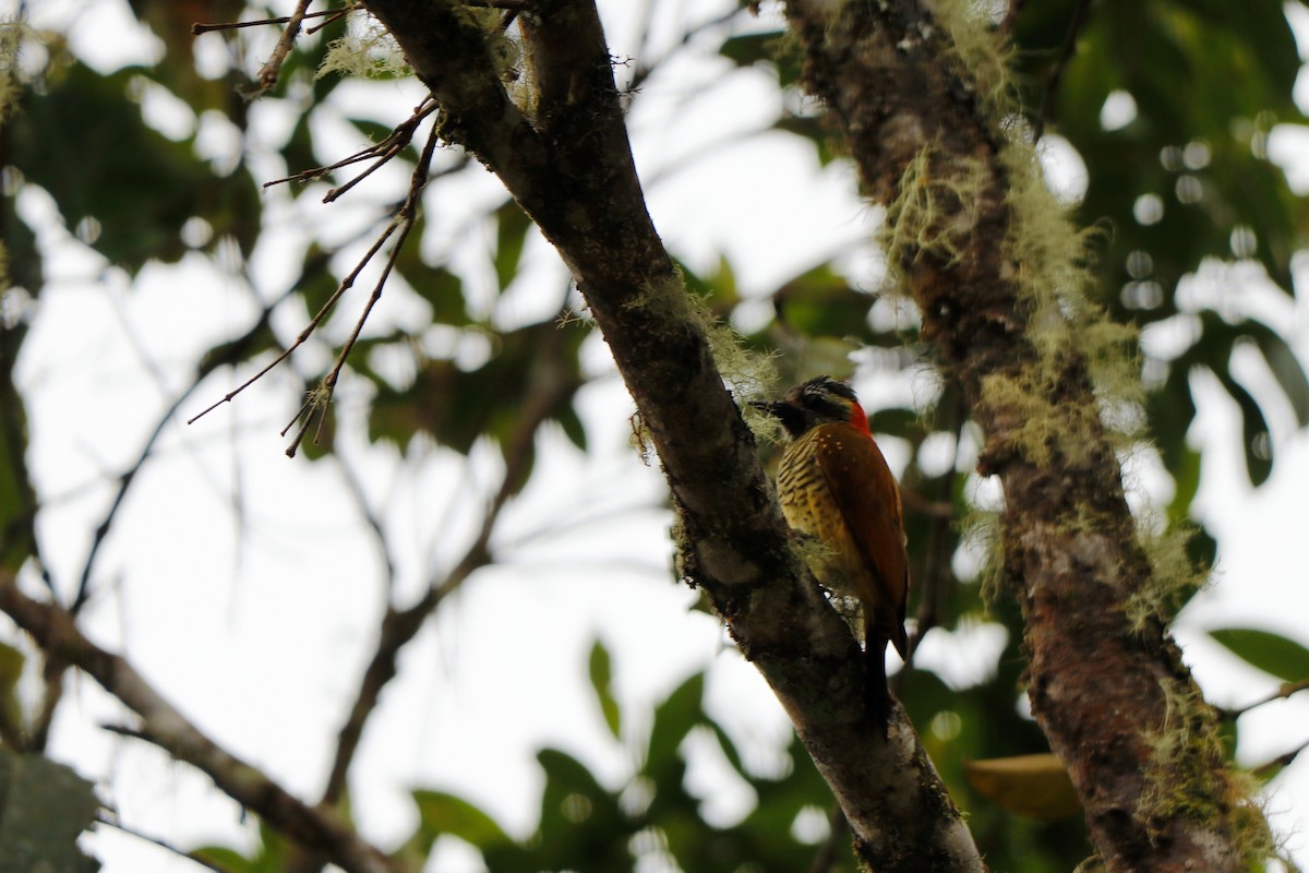 Yellow-vented Woodpecker - ML342368371