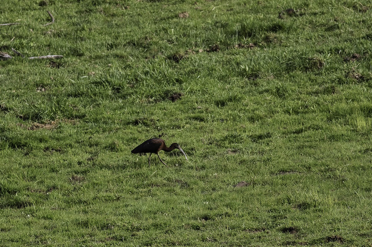 Glossy Ibis - Steve Vines