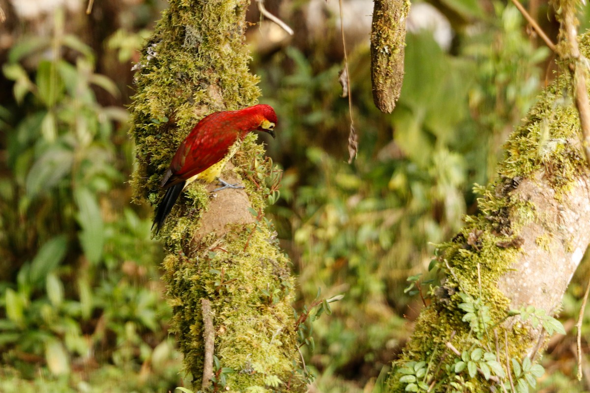 Crimson-mantled Woodpecker - ML342368931